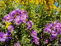 01128l - Photo Expedition - Purple Flowers.jpg